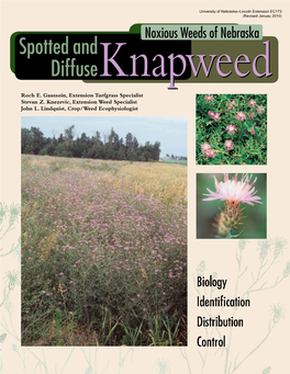 Spotted Knapweed