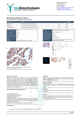 Ornithine Decarboxylase-1 (ODC-1) Mouse Monoclonal Antibody [Clone ODC1/485]