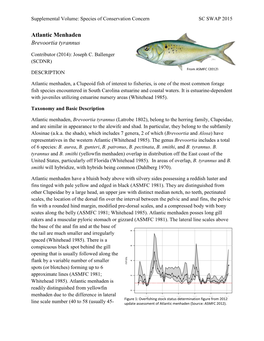 Atlantic Menhaden Brevoortia Tyrannus