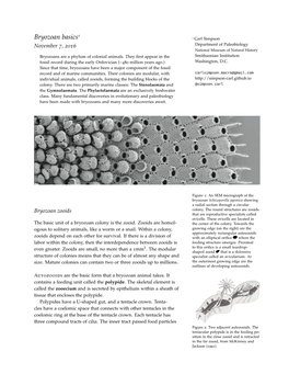 Bryozoan-Handout.Pdf