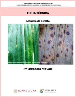 FICHA TÉCNICA Phyllachora Maydis