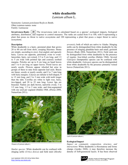 White Deadnettle Lamium Album L