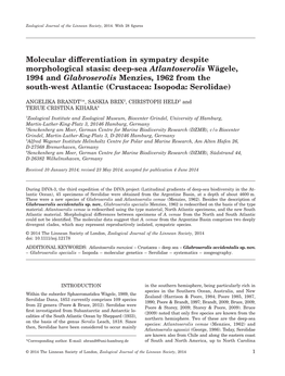 Deep-Sea Atlantoserolis Wägele, 1994 and Glabroserolis Menzies, 1962 from the South-West Atlantic (Crustacea: Isopoda: Serolidae)