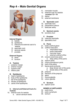 Rep 4 Male Genital Organs