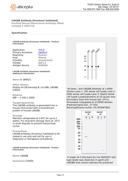 LIN28B Antibody [Knockout Validated] Purified Mouse Monoclonal Antibody (Mab) Catalog # AW5710