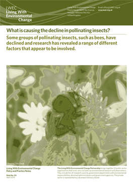 What Is Causing the Decline in Pollinating Insects?