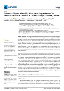 Endocrine Signals Altered by Heat Stress Impact Dairy Cow Mammary Cellular Processes at Different Stages of the Dry Period