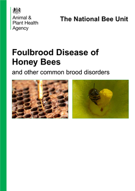 Foulbrood Disease of Honey Bees and Other Common Brood Disorders Ii Pollination