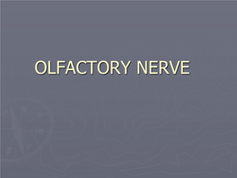 Olfactory Nerve.Pdf