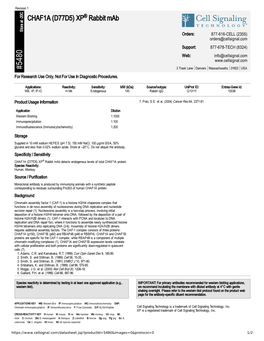 CHAF1A (D77D5) XP Rabbit Mab A