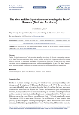 The Alien Ascidian Styela Clava Now Invading the Sea of Marmara (Tunicata: Ascidiacea)