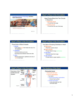 The Cardiovascular System