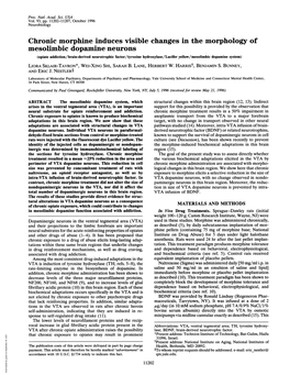 Mesolimbic Dopamine Neurons