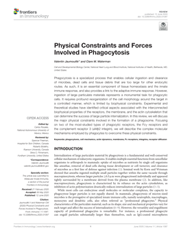 Physical Constraints and Forces Involved in Phagocytosis