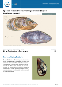Species Report Brachidontes Pharaonis (Rayed Erythrean Mussel)