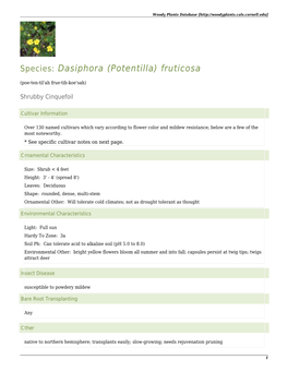 Species: Dasiphora (Potentilla) Fruticosa