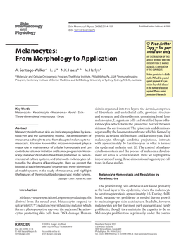 Melanocytes: from Morphology to Application