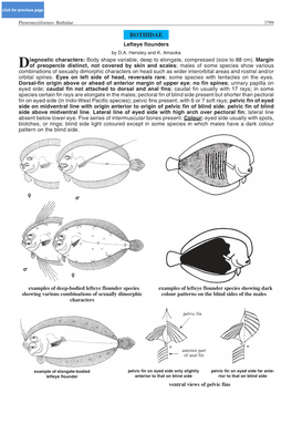 Bothidae 3799