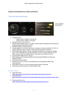 Clytia Hemisphaerica Culture Protocol