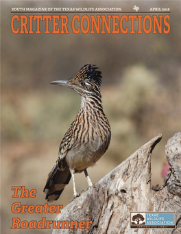 The Greater Roadrunner Cholla