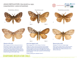 Dendrolimus Spp