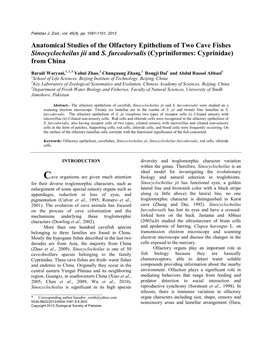 Anatomical Studies of the Olfactory Epithelium of Two Cave Fishes Sinocyclocheilus Jii and S. Furcodorsalis (Cypriniformes: Cyprinidae) from China