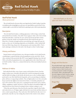 Red-Tailed Hawk North Carolina Wildlife Profiles