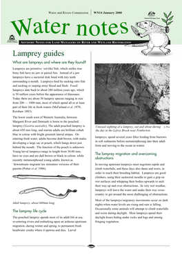 Lamprey Guides What Are Lampreys and Where Are They Found? Lampreys Are Primitive ‘Eel-Like’Fish, Which Unlike True Bony Fish Have No Jaw Or Paired Fins