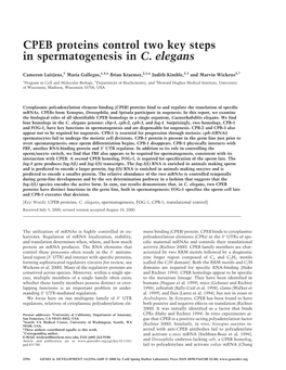 CPEB Proteins Control Two Key Steps in Spermatogenesis in C. Elegans