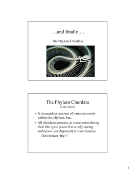 The Phylum Chordata