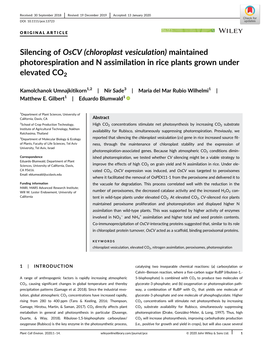 Silencing of Oscv (Chloroplast Vesiculation) Maintained Photorespiration and N Assimilation in Rice Plants Grown Under Elevated CO2