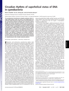 Circadian Rhythms of Superhelical Status of DNA in Cyanobacteria