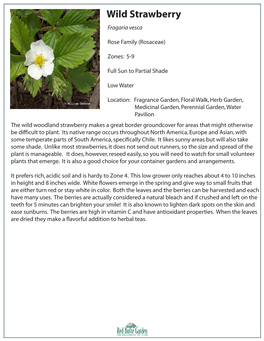 Wild Strawberry Fragaria Vesca