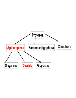 Lecture 9 Jan 22 2015 Coccidia.Pdf