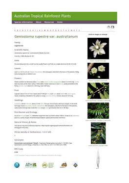 Geniostoma Rupestre Var. Australianum Click on Images to Enlarge