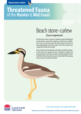 Beach Stone-Curlew Threatened Fauna of the Hunter & Mid Coast