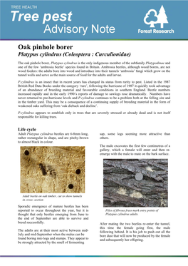 Oak Pinhole Borer Platypus Cylindrus (Coleoptera : Curculionidae)