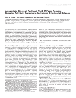 Antagonistic Effects of Rnd1 and Rhod Gtpases Regulate Receptor Activity in Semaphorin 3A-Induced Cytoskeletal Collapse