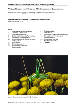 Gestreifte Zartschrecke (Leptophyes Albovittata) (Stand November 2011)