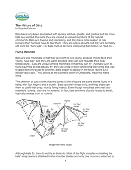 The Nature of Bats by Suzanne Petersen