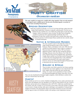 Rusty Crayfish Orconectes Rusticus