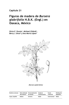 Figuras De Madera De Bursera Glabrifolia HBK (Engl.)