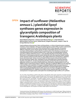 Impact of Sunflower (Helianthus Annuus L.) Plastidial Lipoyl Synthases Genes Expression in Glycerolipids Composition of Transgen