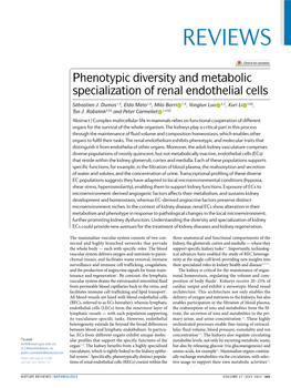 Phenotypic Diversity and Metabolic Specialization of Renal Endothelial Cells