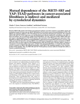 Mutual Dependence of the MRTF–SRF and YAP–TEAD Pathways in Cancer-Associated Fibroblasts Is Indirect and Mediated by Cytoskeletal Dynamics