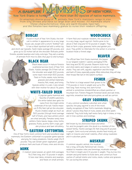 Mammals of New York State Poster (PDF)