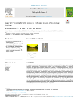 Sugar Provisioning for Ants Enhances Biological Control of Mealybugs in Citrus