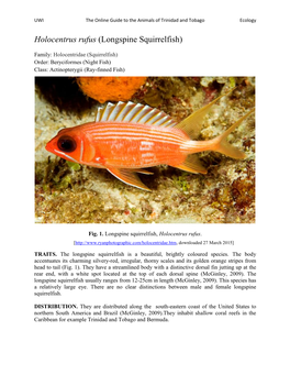 Holocentrus Rufus (Longspine Squirrelfish)