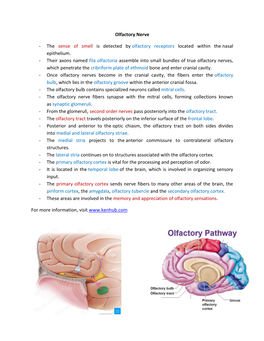 Olfactory Nerve