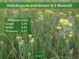 Helichrysum Arenarium (L.) Moench